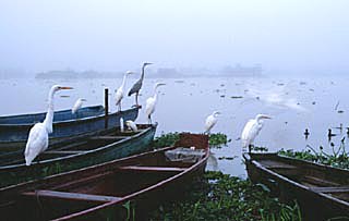 garzas.jpg